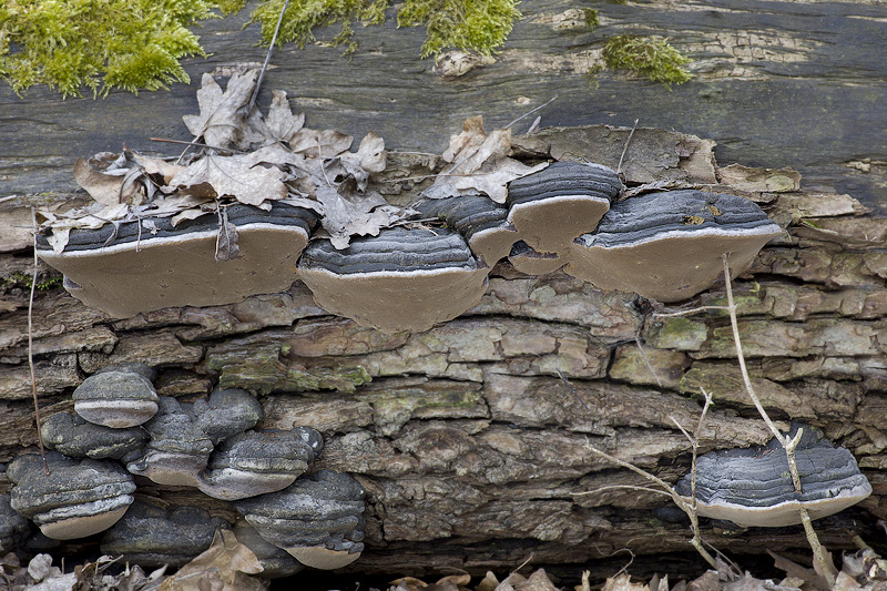 Phellinus igniarius